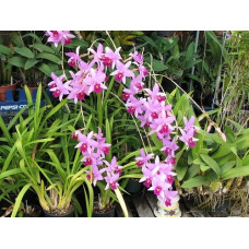 L. Anceps