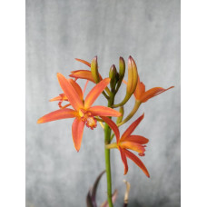 L. Angereri
