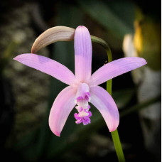 L. Crispilabia