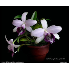 L. Dayana coerulea