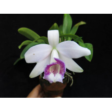 L. Dayana
