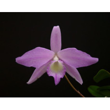 L. Fidelensis