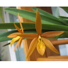 L. Golden Peacker