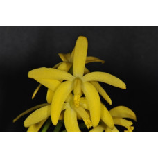 L. Gracilis