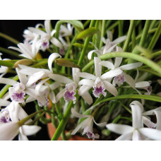 L. Lundii Coerulea