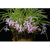 L. Lundii
