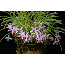 L. Lundii