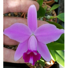 L. Pumila