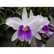L. Purpurata Milionaria