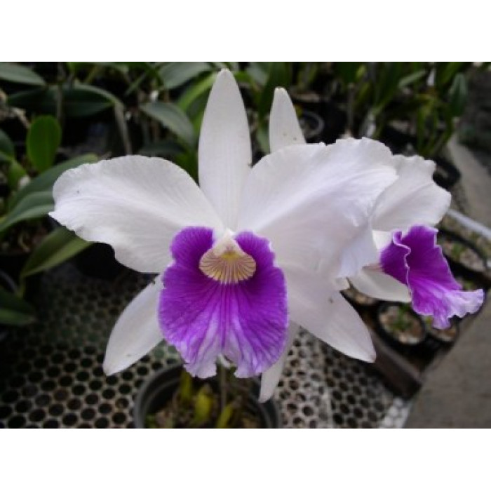 Каттлея (Purpurata Milionaria)