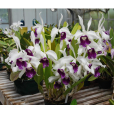 L. Purpurata var. Schusteriana