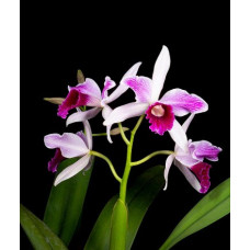 L. Purpurata var. Striata