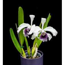 L. Purpurata var. Werkhauseri