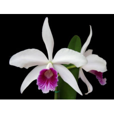 L. Purpurata x Purpurata Semi Alba