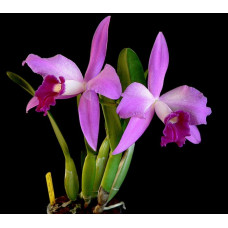 L. Purpurata x Sincorana