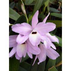 L. Rubescens