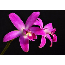 L. Rupestris