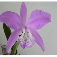 L. Speciosa