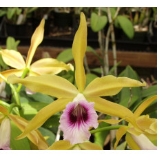 L. Tenebrosa var. Aurea