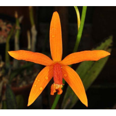 L. Sanguiloba