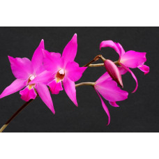 L. Gouldiana