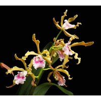 L. Grandis