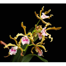 L. Grandis