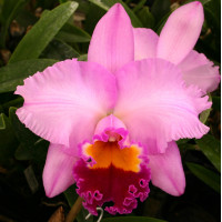 Lc. Irene Finney York