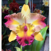 Rlc. Amazing Bangkok Clown