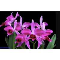 L. Purpurata f. Sanguinea Rubra