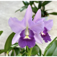 Lc. Final Blue Royal Purple