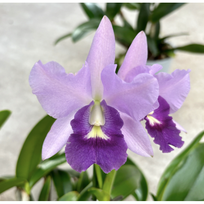 Каттлея (Final Blue Royal Purple)