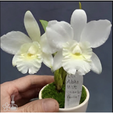 Lc. Aloha Mist CT. Vanilla