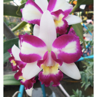 Blc. Haw Yuan Beauty Hong