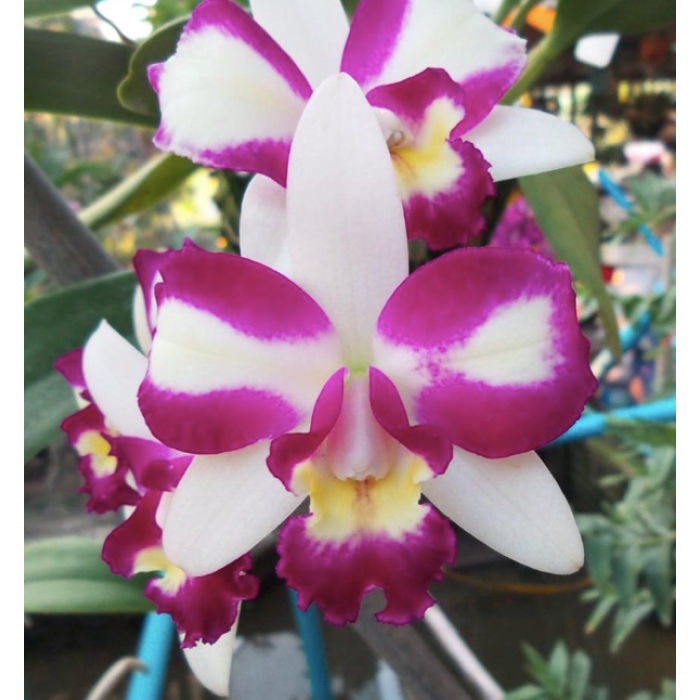 Каттлея (Haw Yuan Beauty Hong)
