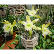 Rl. Digbyana Green Giant
