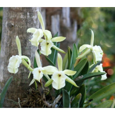 Rl. Glauca