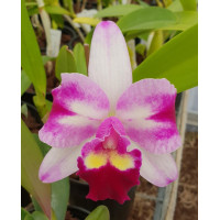 Rlc. Chief Butterfly