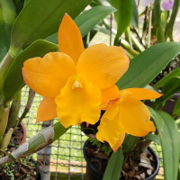 Rth. Fuchs Orange Nuggett Golden Orange