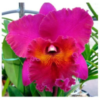 Rlc. Jeremy Island
