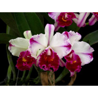Rlc. Kuwale Gem