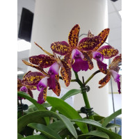 Rlc. Leopard Lou Satay