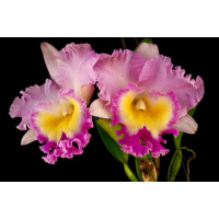 Rlc. Phuchifah