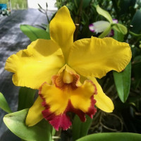 Rlc. Shinfong Gold Gem