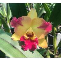 Rth. Chief Sunny Dragon