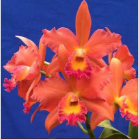 Rth. Duhs Passion Spring