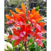 Ryc. Taiwan Firecracker Popcorn Ryc. Taiwan Firecracker Popcorn