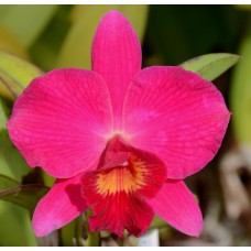 Sl. Orpetii Bella Vista