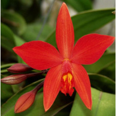 Sl. Psyche China