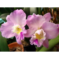 Slc. Love Castle x C. Candy Tuft Taffy Chrismas Rose